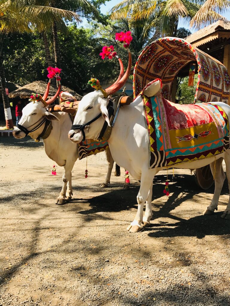 bullock_cart_sadhnana