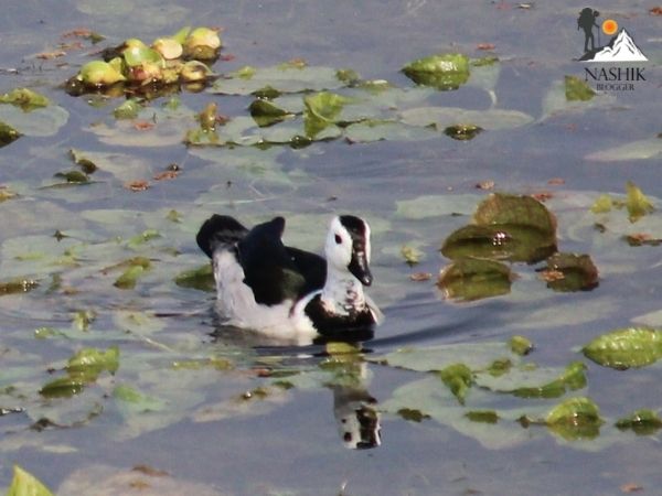 Birds - nandur madhmeshwar bird sanctuary Nashik