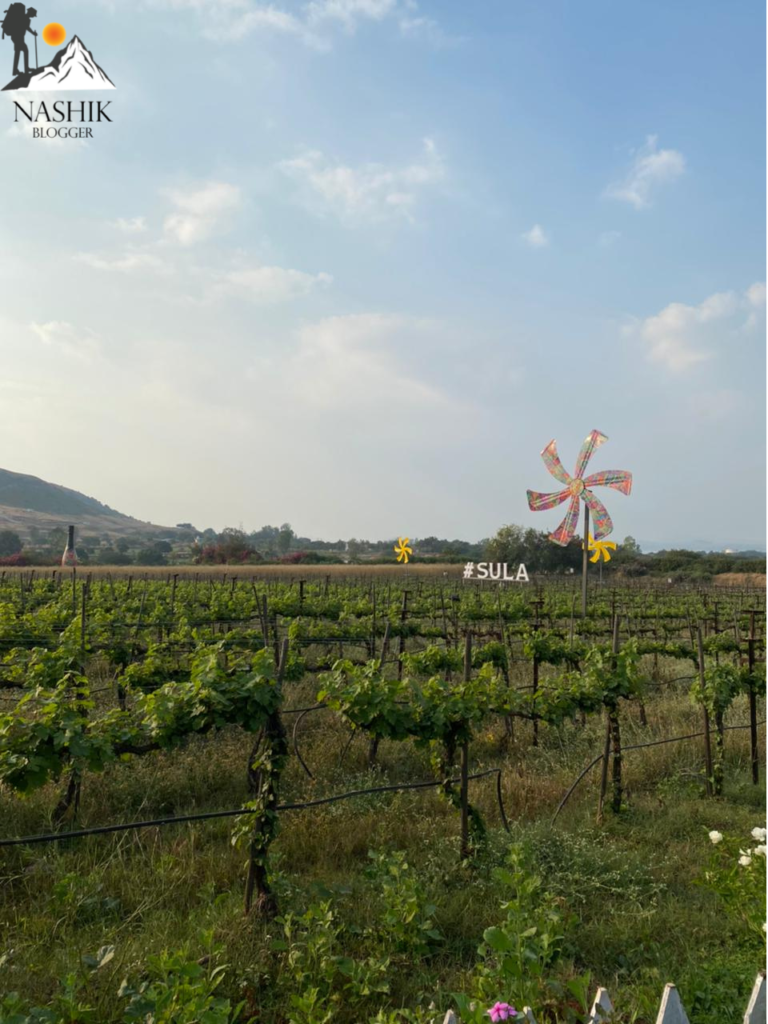Sula Vineyards_Nashik