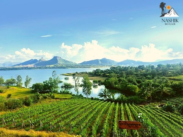 Vallonne Vineyards - Near Nashik