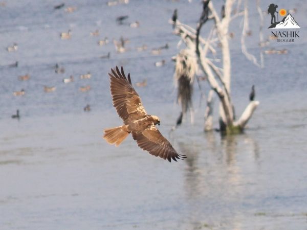 nandur madhmeshwar bird sanctuary